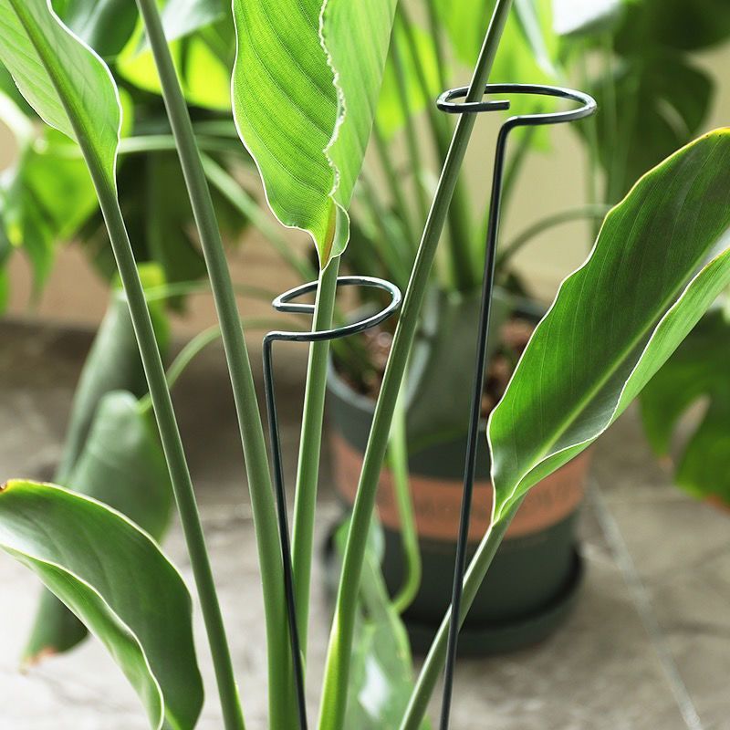 1/10 pçs suporte de jardim ane - Florist Supp avaliação e preço